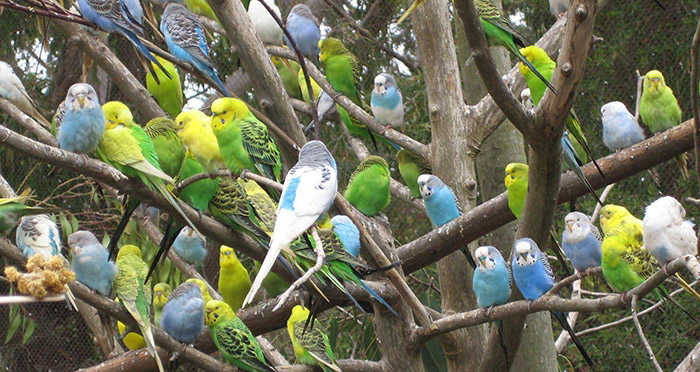 vườn chim nhiệt đới flc sầm sơn